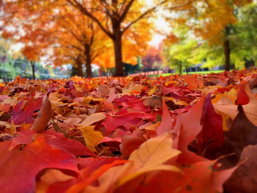 Photo of fallen leaves covering the ground with trees in the background