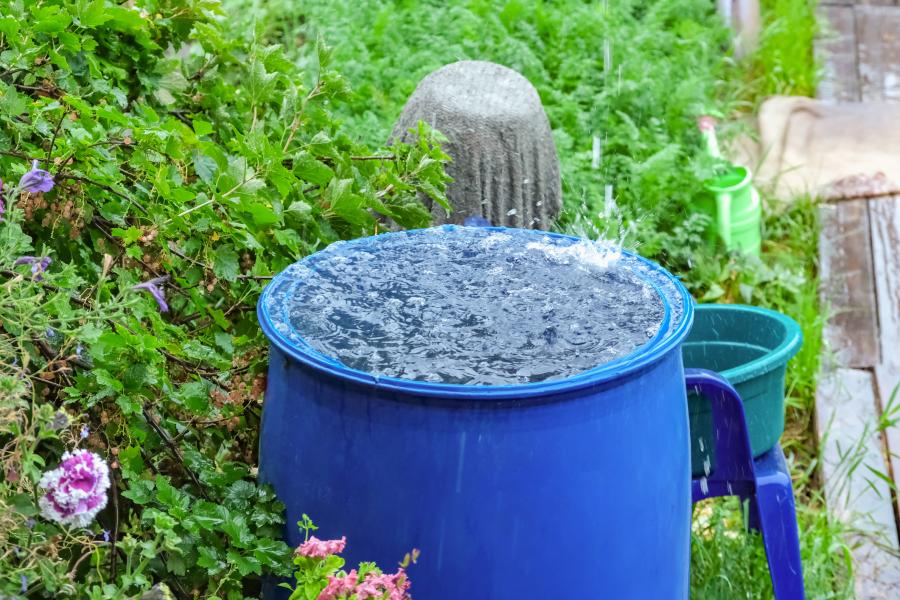 Collecting rainwater in a blue barrel to conserve and repurpose water